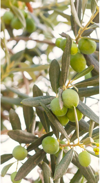 Olives Lucques