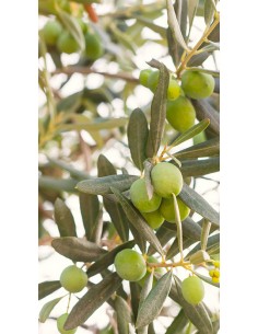 Tapenade verte 2